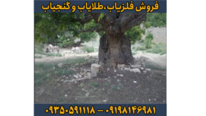 نماد درخت در دفینه یابی